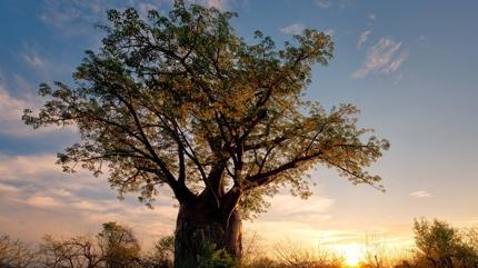 Baobab Aalar: Gelecein Su Kaynaklar in Bir Kurtarc