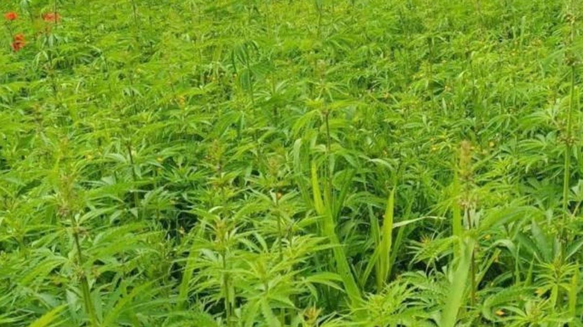 Krklareli'nde uyuturucu operasyonu: 2 milyon Hint keneviri ele geirildi