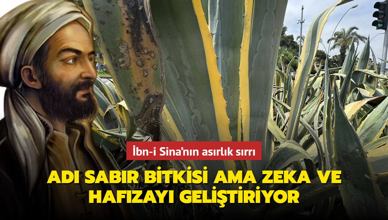 bn-i Sina'nn asrlk srr! Sabr bitkisi ama zeka ve hafzay gelitiriyor