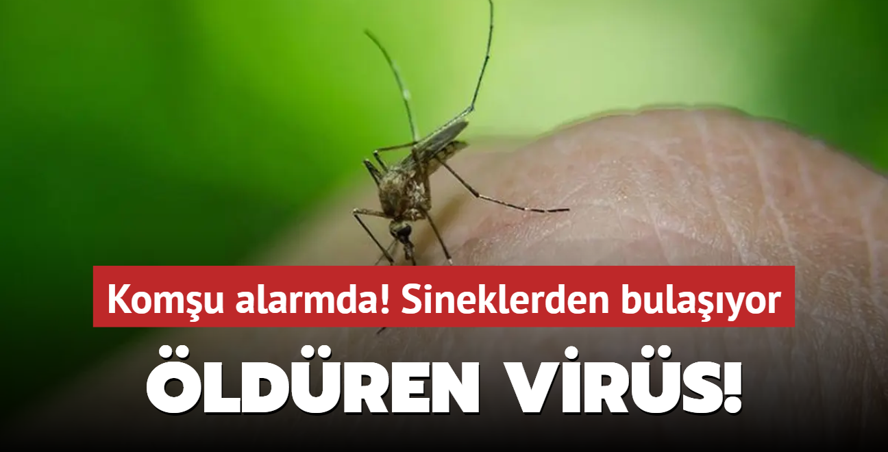 Sivrisineklerden bulayor! Komuda ldren virs alarm