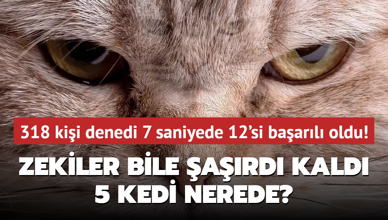 Zeka testi: Zekiler bile ard kald! 5 kedi nerede" 318 kii denedi 7 saniyede 12'si baarl oldu