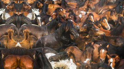 Zeka testi: Atlarn iindeki yavru kuzu nerede? 5 saniyede 50 kii grebildi