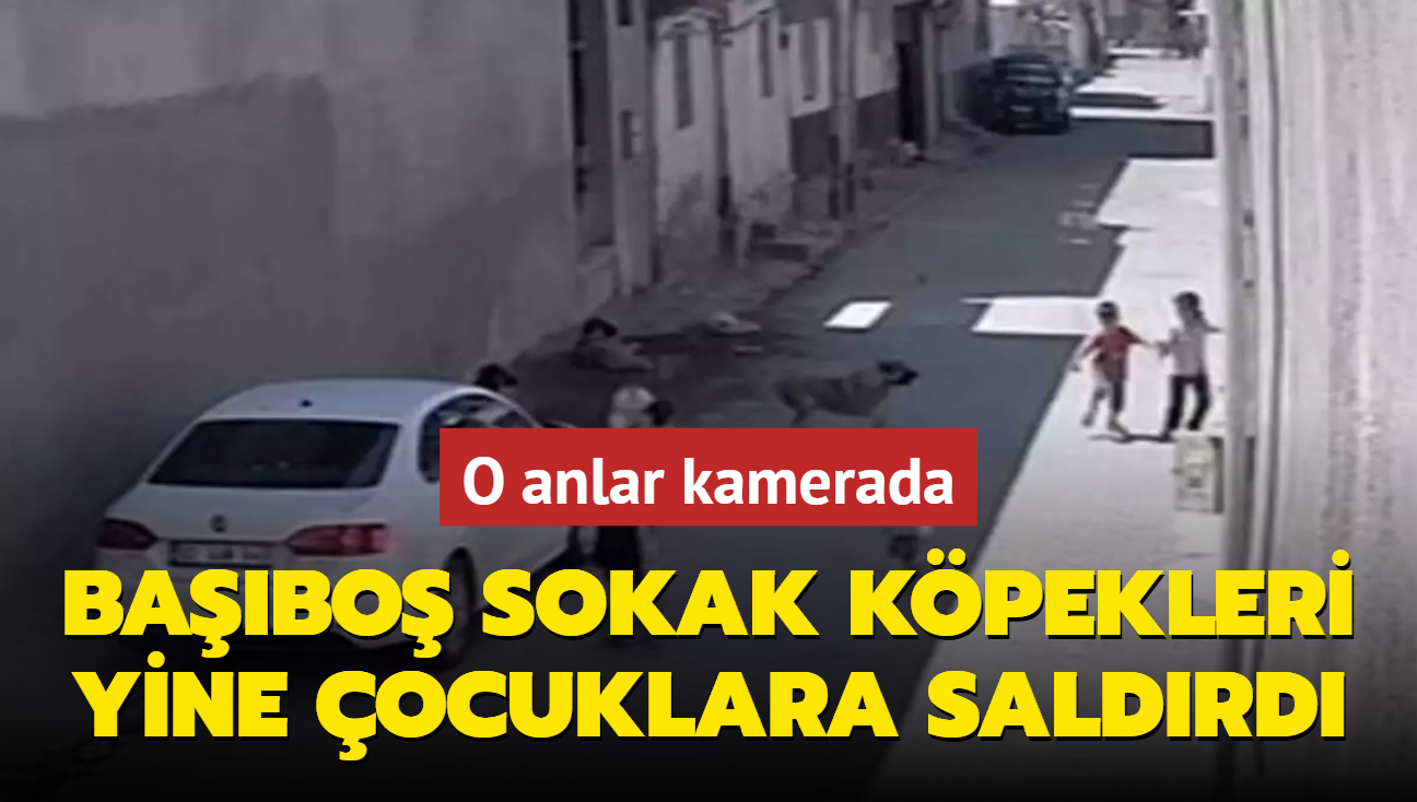 Babo sokak kpekleri yine ocuklara saldrd: O anlar kamerada