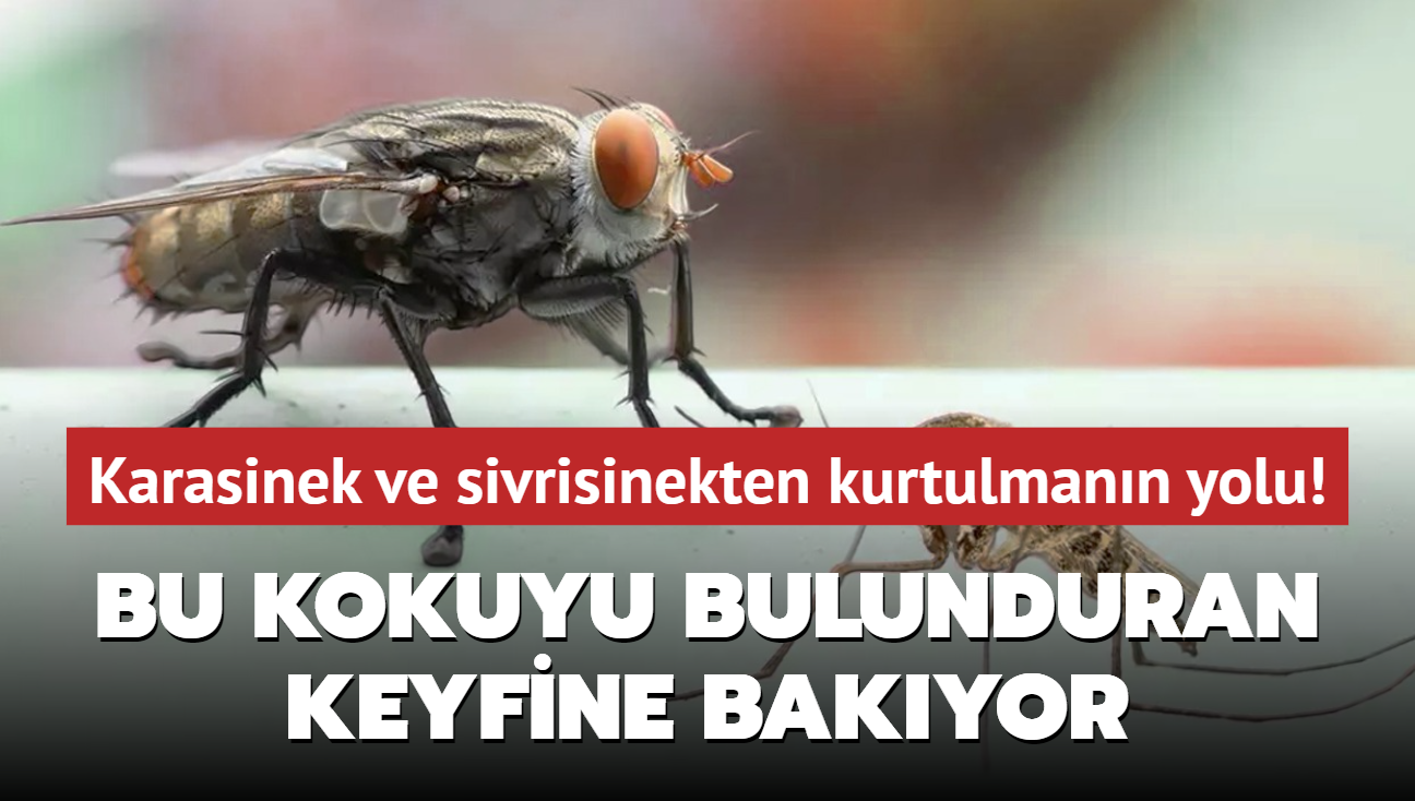 Karasinek ve sivrisinekten kurtulmak bu kadar kolaym! Bu kokuyu bulunduran keyfine bakyor