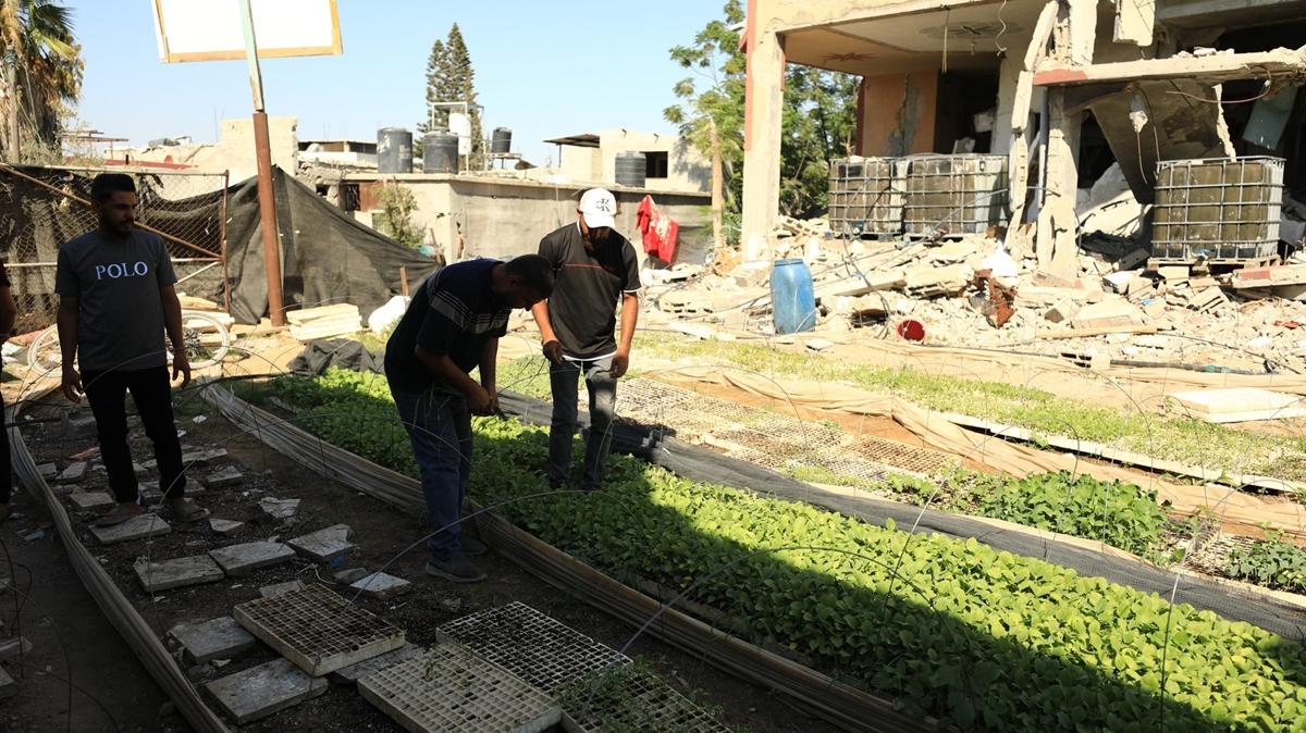 Filistin'de tohumlar yeeriyor... Filistinliler srail'in yok ettii tarm alanlarn canlandryorlar