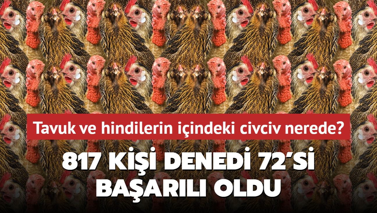 Zeka testi: Tavuk ve hindilerin iindeki sar civciv nerede" 817 kii denedi 72'si baarl oldu...