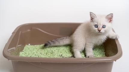 stanbul'da ar neme artan zm: Kedi kumu