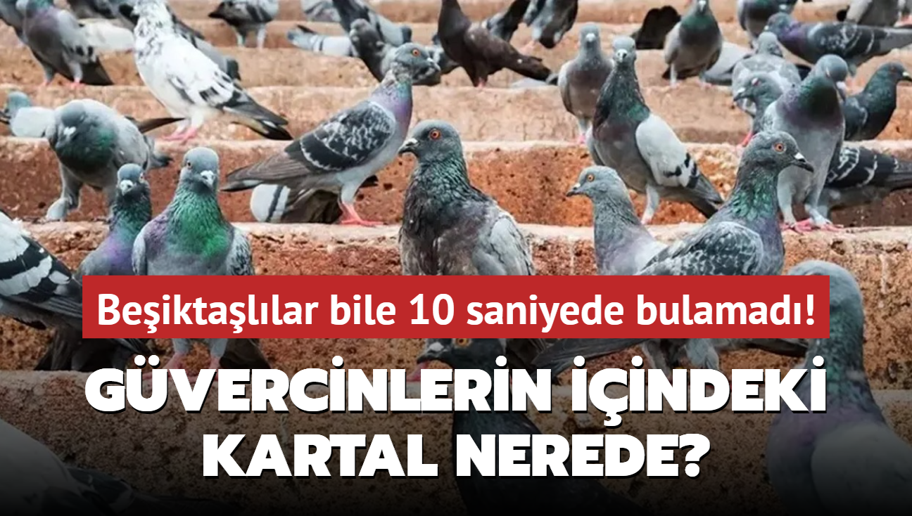 Gvercinleri inceleyen 623 kiiden 17'si kartal grd! Beiktallar bile 10 saniyede bulamad