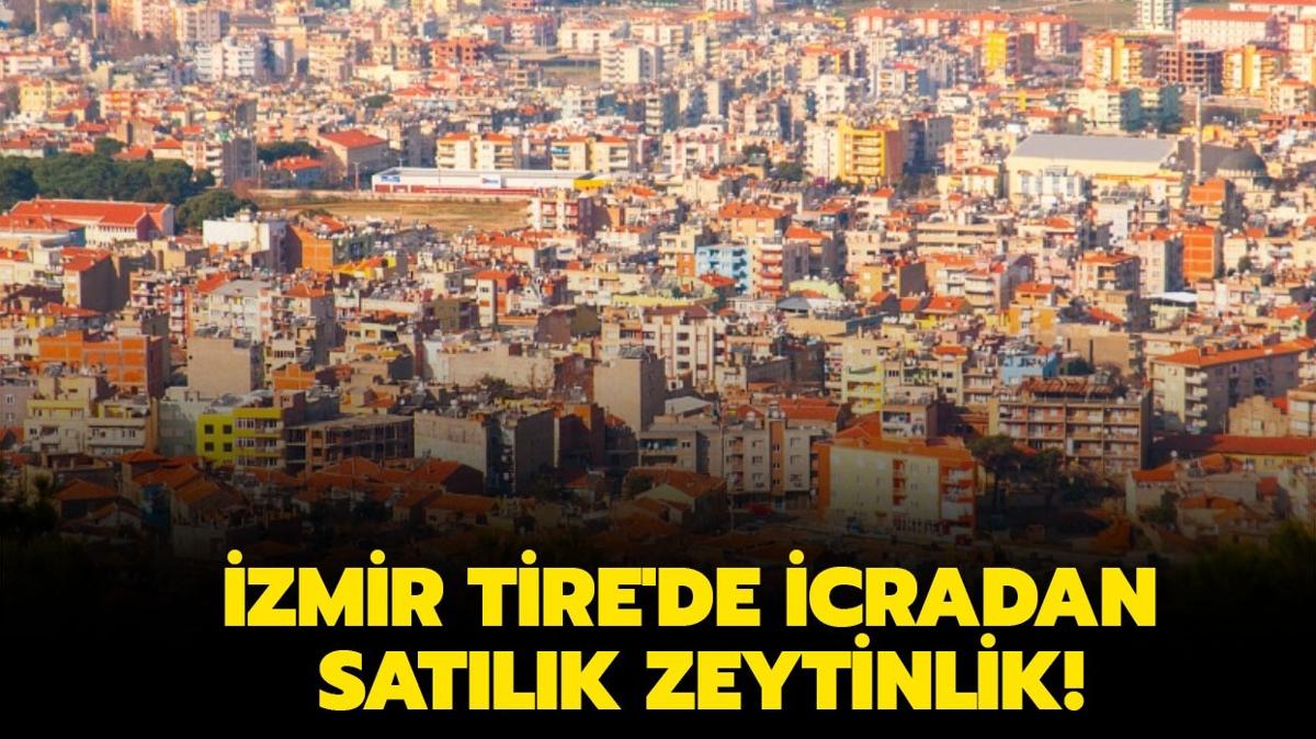 zmir Tire'de icradan satlk zeytinlik!