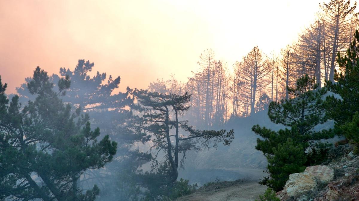 Bolu'da orman yangn: Mdahale sryor