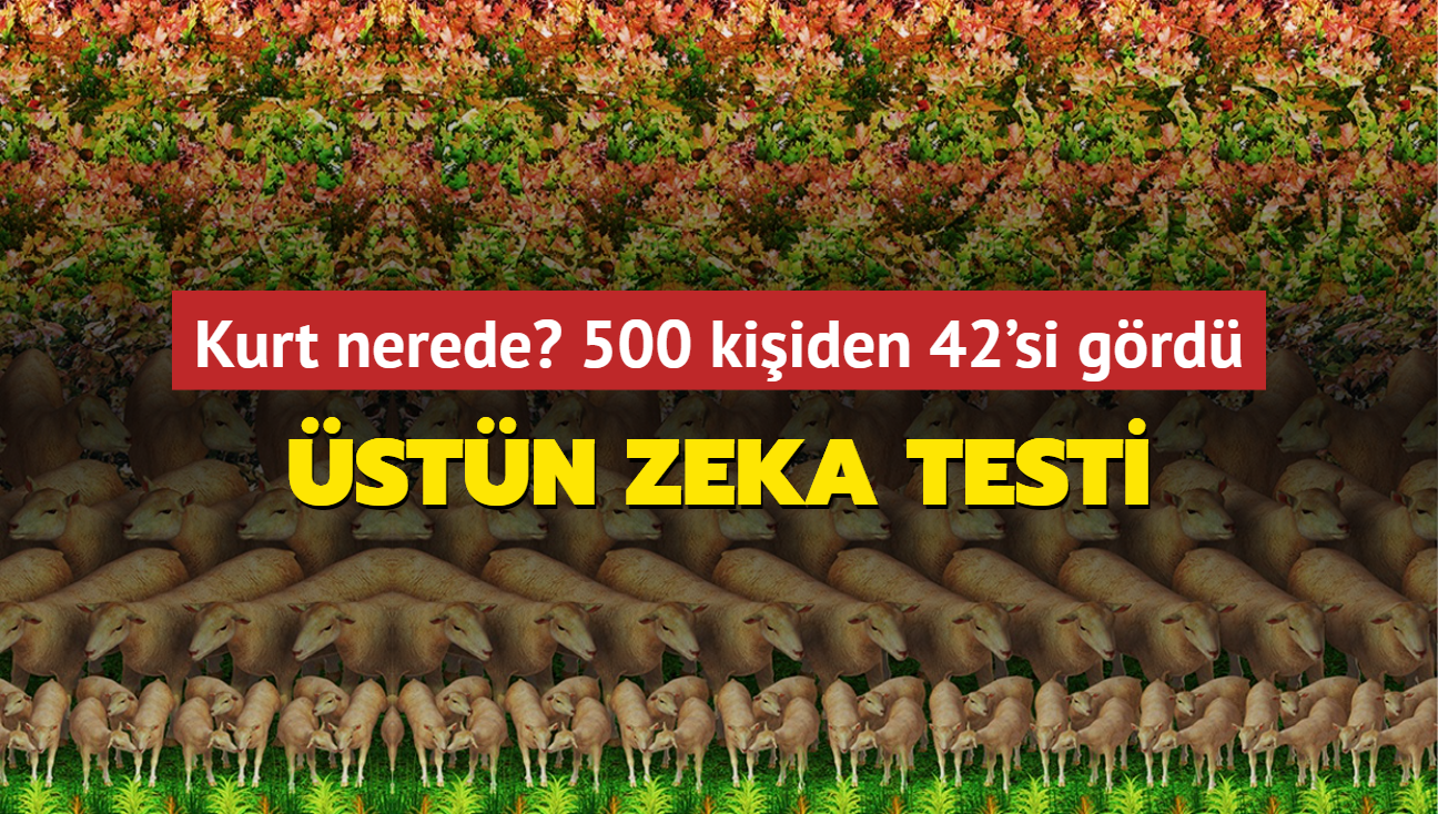 stn zeka testi! Koyunlar arasndaki kurt nerede" 500 kiiden 42'si grd