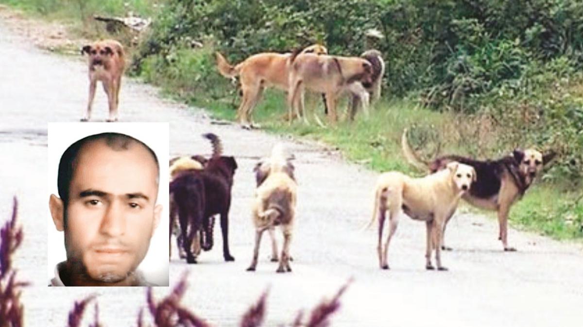 stanbul'un gbeinde vahet... Sokak kpekleri zihinsel engelli adam ldrd adam ldrd