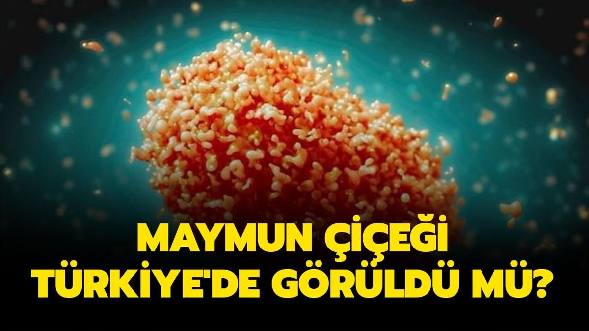 Maymun iei Trkiye'de grld m" Maymun iei son dakika aklamas