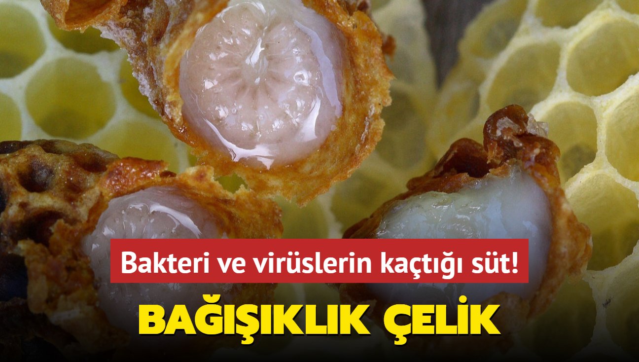 Bakteri ve virslerin kat st! Baklk elik gibi oluyor, hastalklar kapanda kalyor