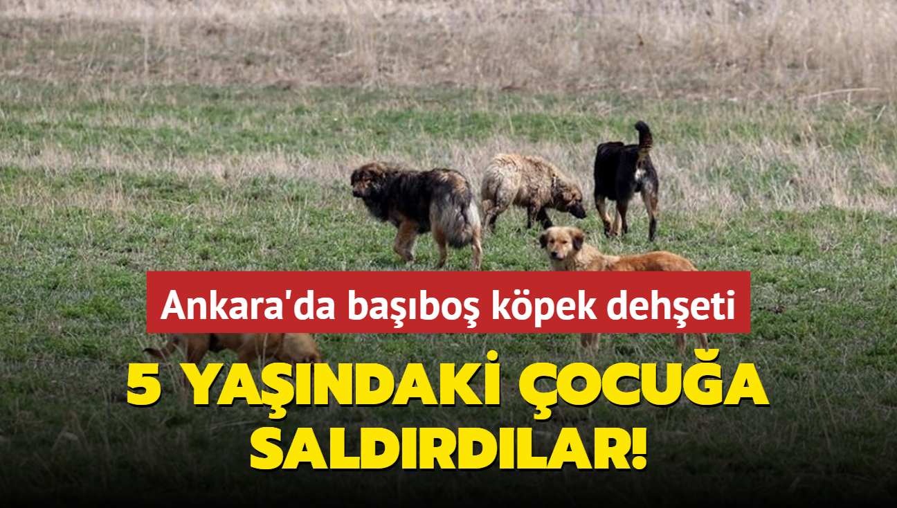 Ankara'da babo kpek deheti: 5 yandaki ocua saldrdlar!