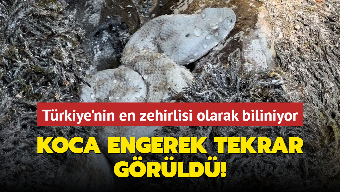 Trkiye'nin en zehirlisi olarak biliniyor... Koca engerek tekrar grld!