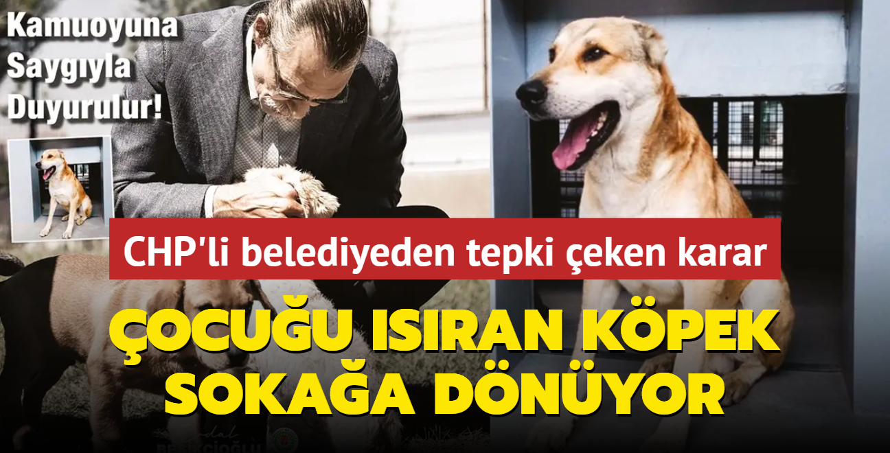 CHP'li belediyeden tepki eken karar... ocuu sran kpek sokaa dnyor