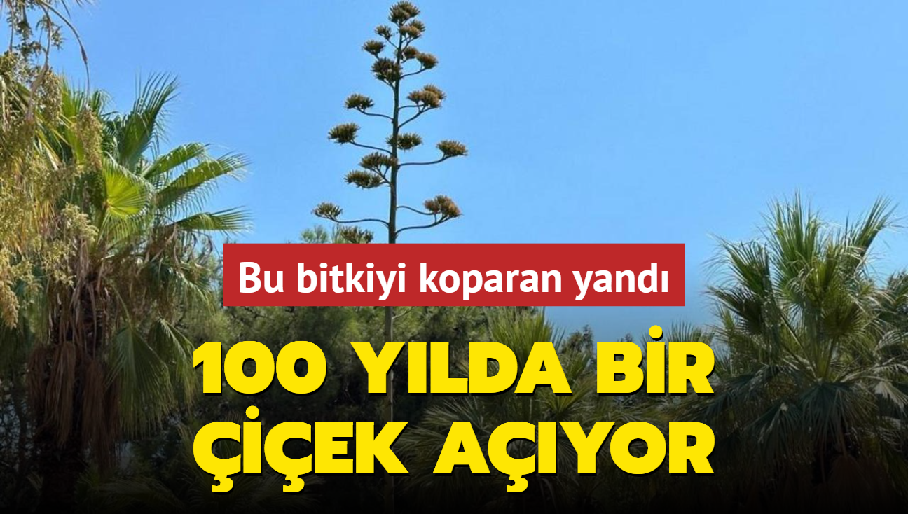 100 ylda bir iek ayor! Bu bitkiyi koparan yand