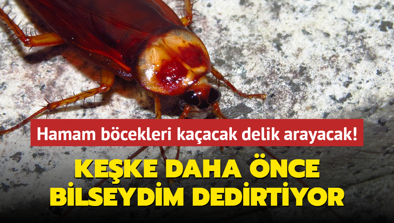 Hamam bcekleri kaacak delik arayacak! Keke daha nce bilseydim dedirtiyor