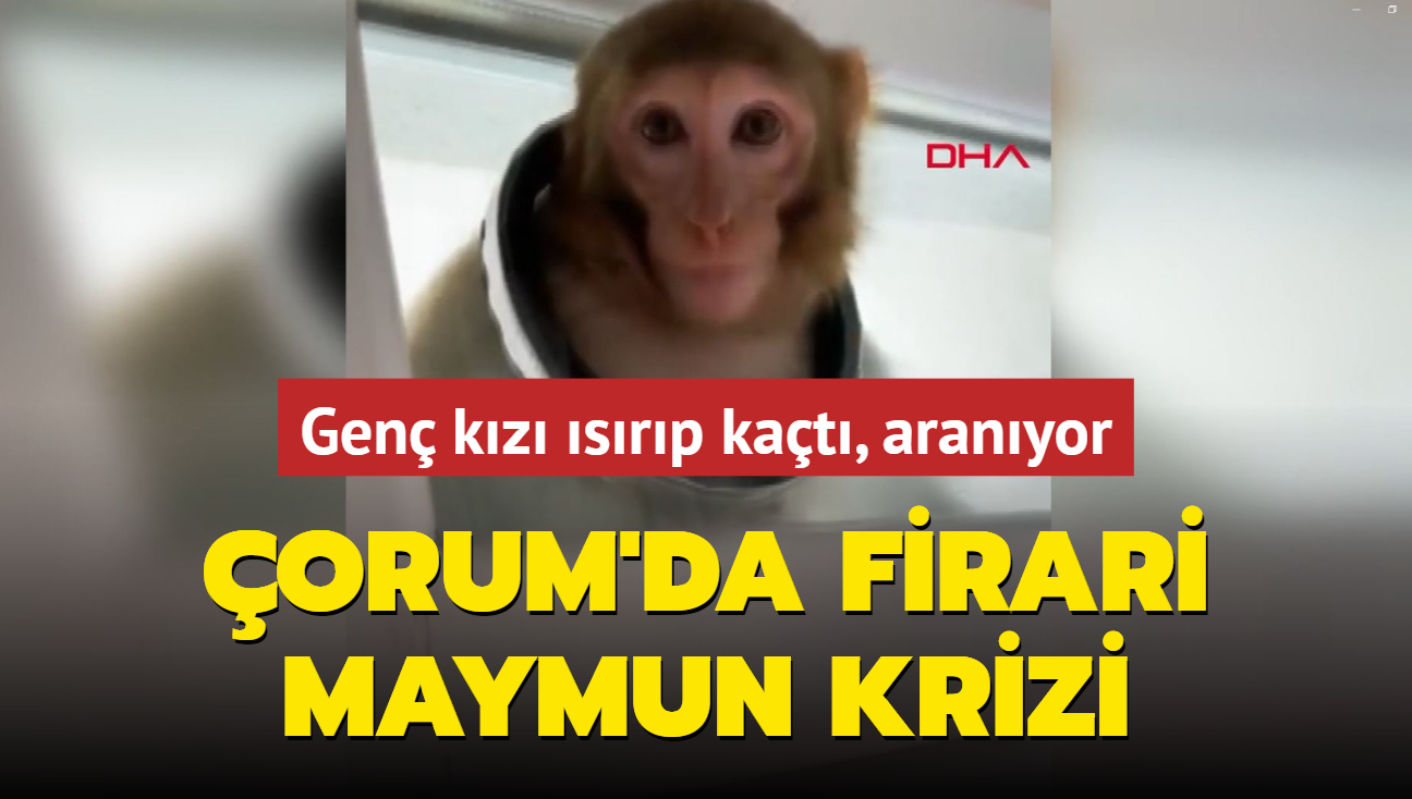 orum'da firari maymun krizi! Gen kz bacandan srp kaan maymun aranyor