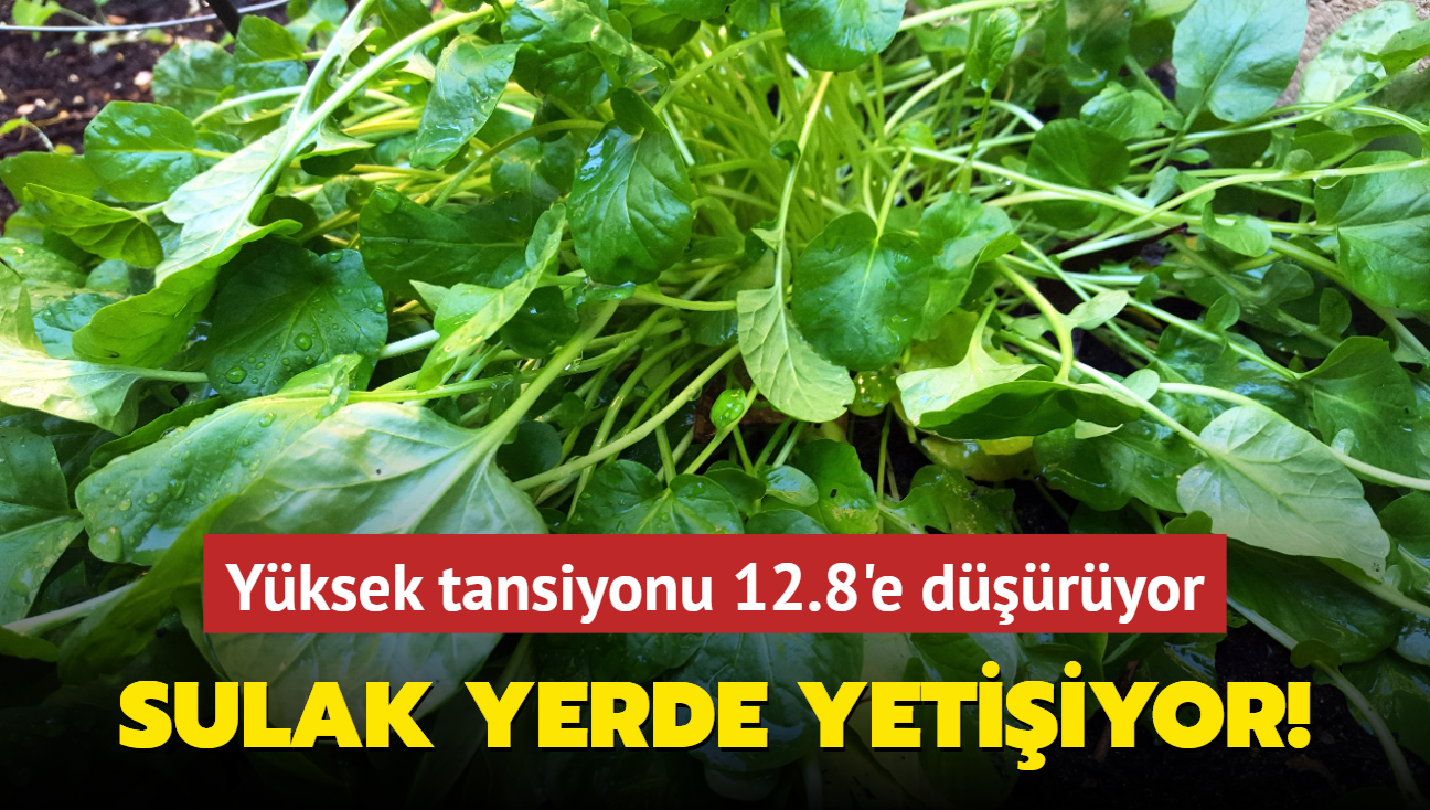 Sulak yerde yetiiyor! Yourda katp tketmek yksek tansiyonu p diye dryor