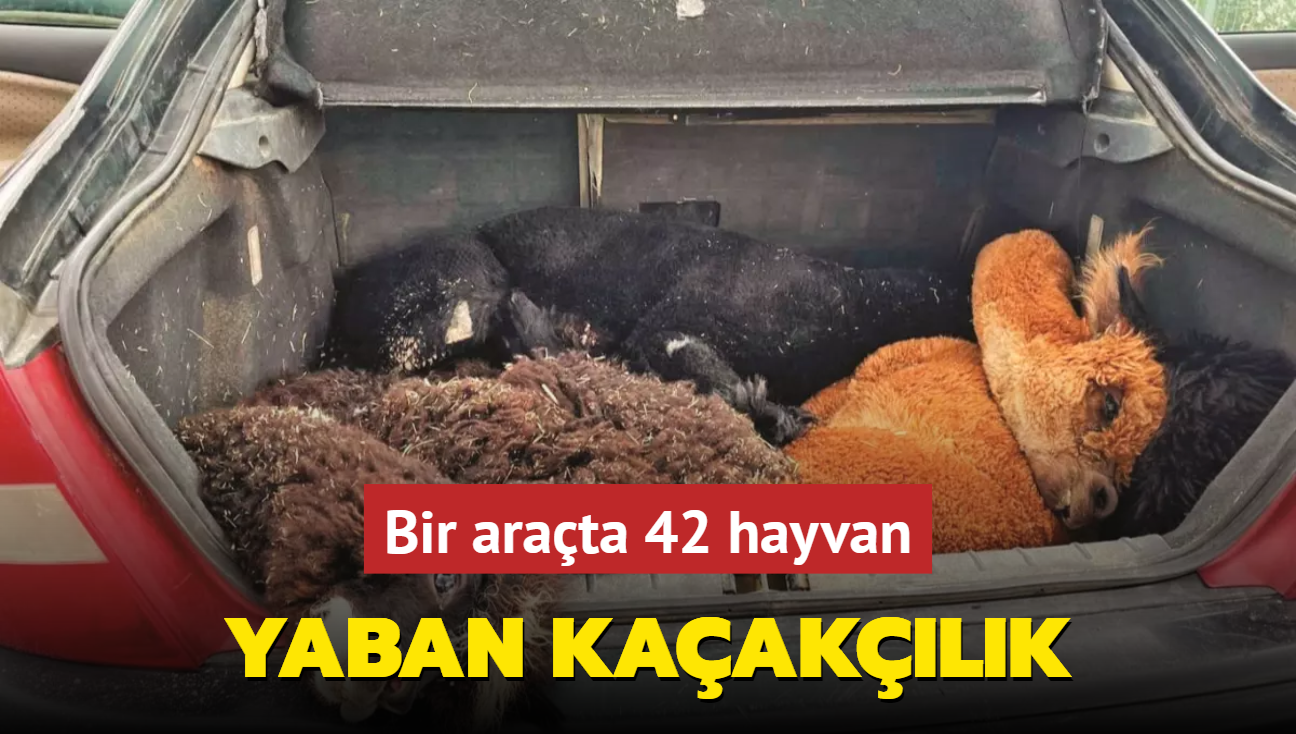 Yaban kaaklk... Bir arata 42 hayvan