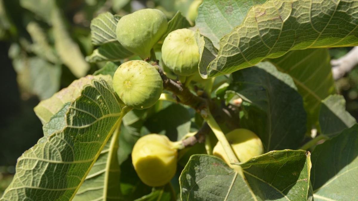 behnat inciri tescil corafi iaret fotoraflar resimleri
