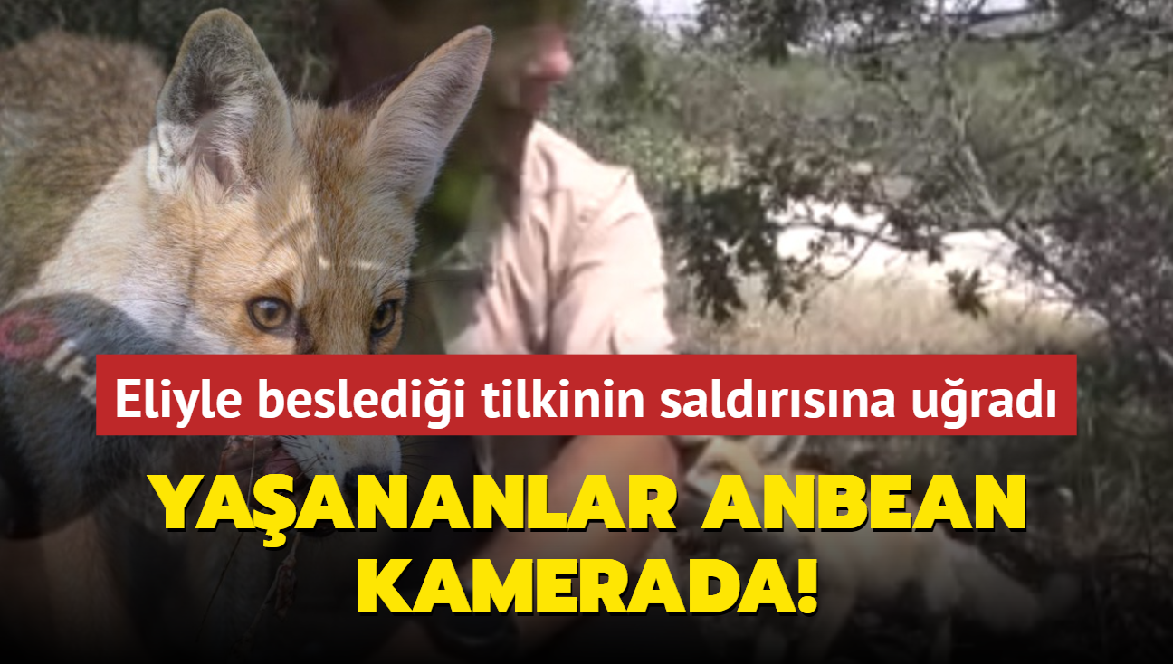 Eliyle besledii tilkinin saldrsna urad... Yaananlar anbean kamerada!