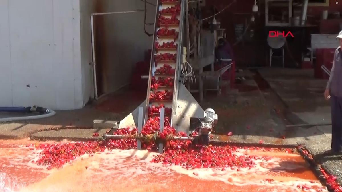 'Krmz altn' Gaziantep'ten dnyaya ihra ediliyor
