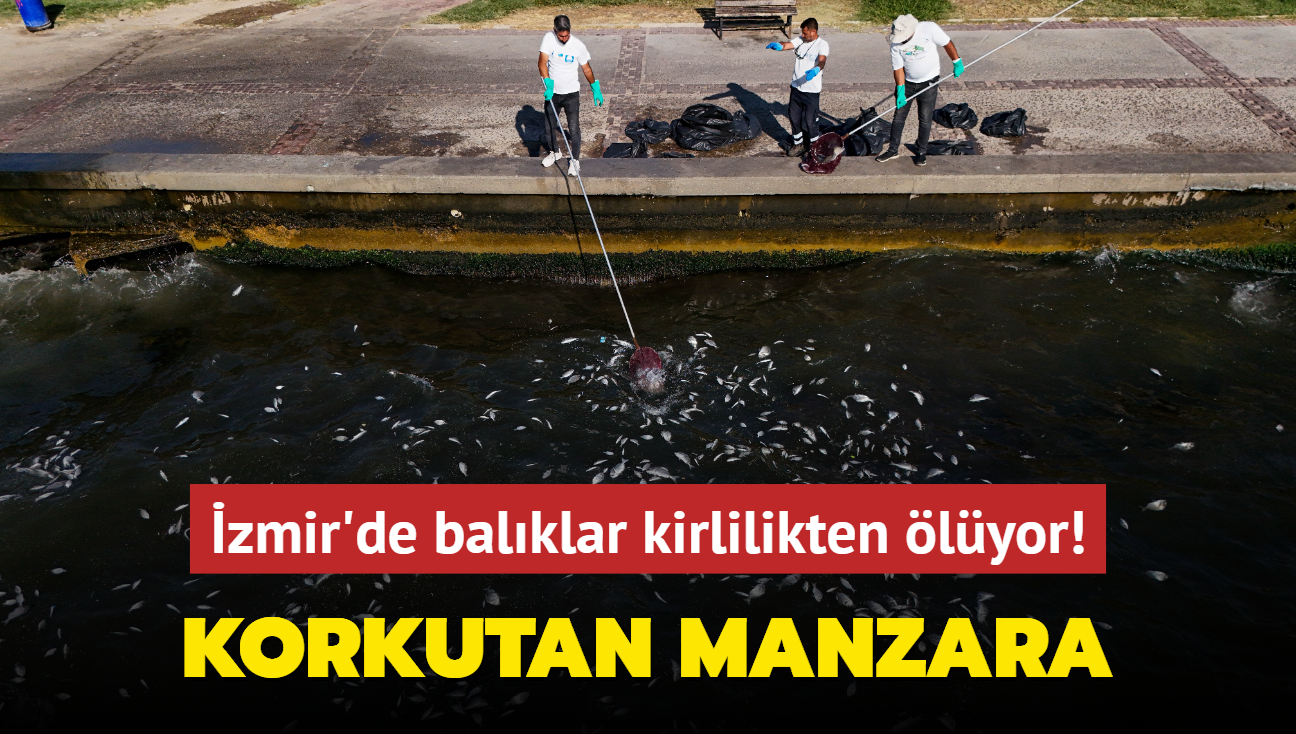 Korkutan manzara... zmir'de balklar kirlilikten lyor!