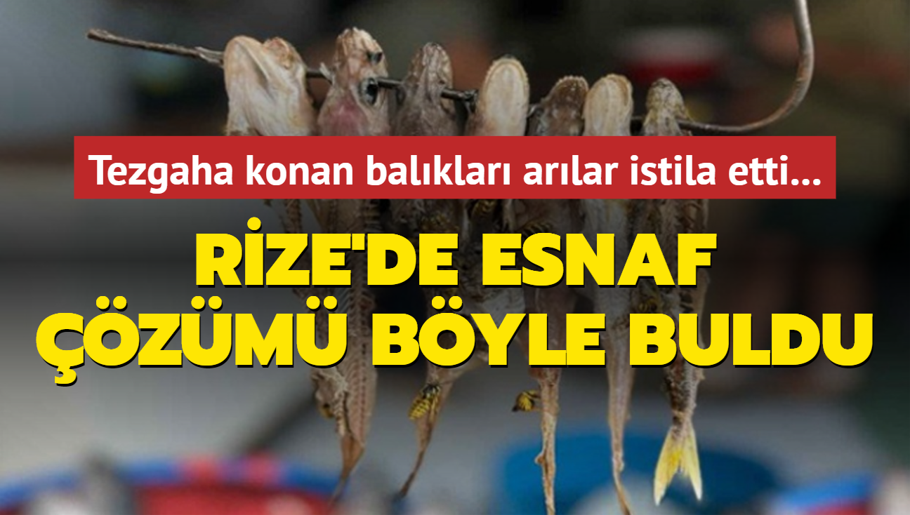 Tezgaha konan balklar arlar istila etti... Esnaf zm byle buldu