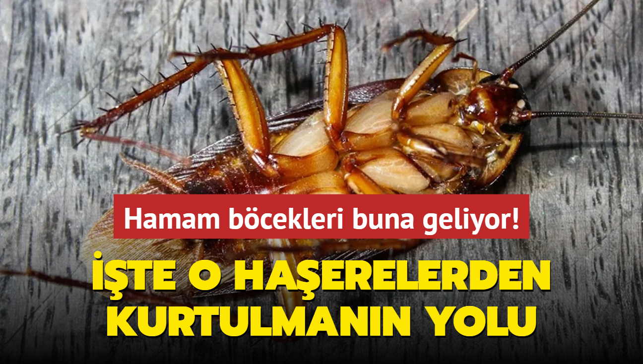 Hamam bcekleri buna geliyor! te o haerelerden kurtulmann zm