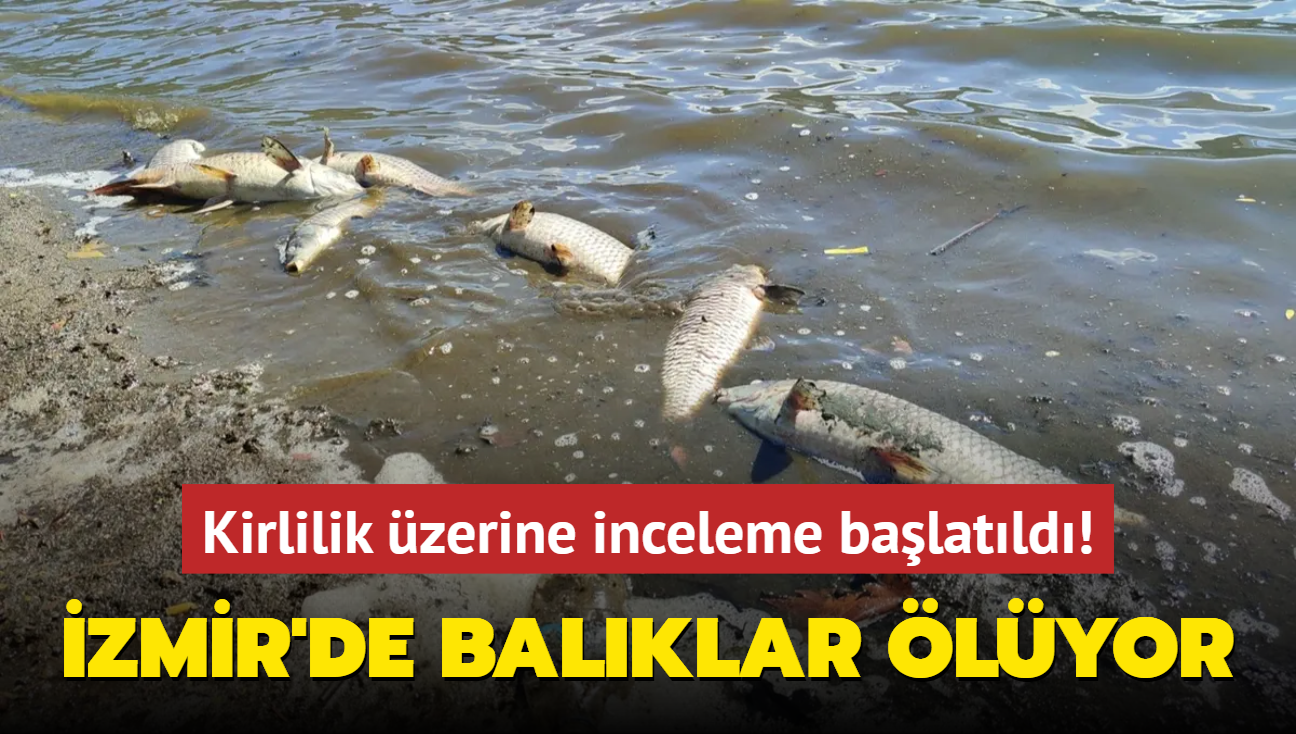 zmir'de balklar lyor... Kirlilik zerine inceleme balatld!