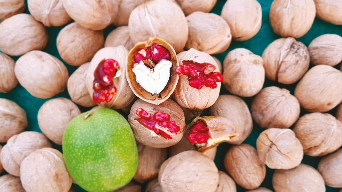 Cevizde Dirili' dnemi! Dnyadan talep yayor