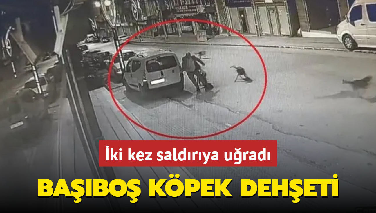 Ordu'da babo kpek deheti: ki kez saldrya urad