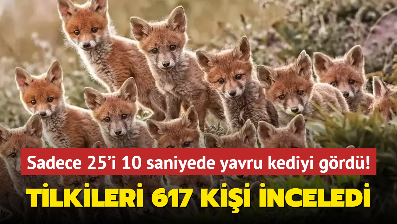 Zeka testi: Tilkileri 617 kii inceledi! Sadece 25'i 10 saniyede yavru kediyi grd