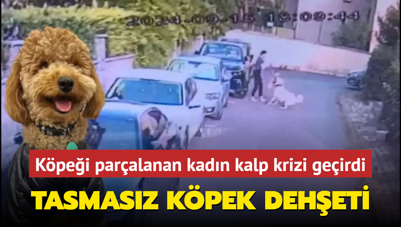 Ataehir'de tasmasz kangal saldrd kpei ldrd: Poddle'n sahibi kalp krizi geirdi