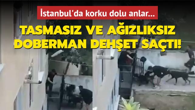 stanbul'da korku dolu anlar... Tasmasz ve azlksz doberman dehet sat!