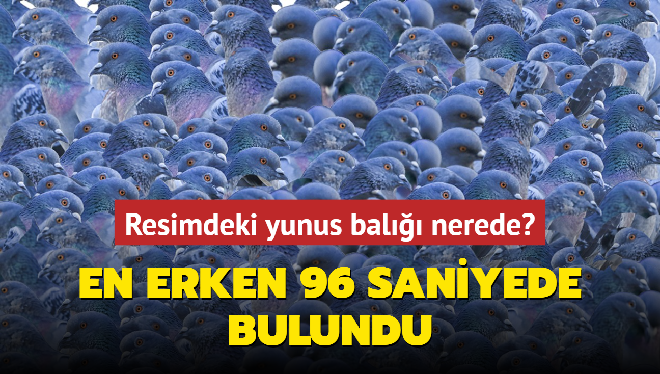 Resimdeki yunus bal nerede" En erken 96 saniyede bulundu