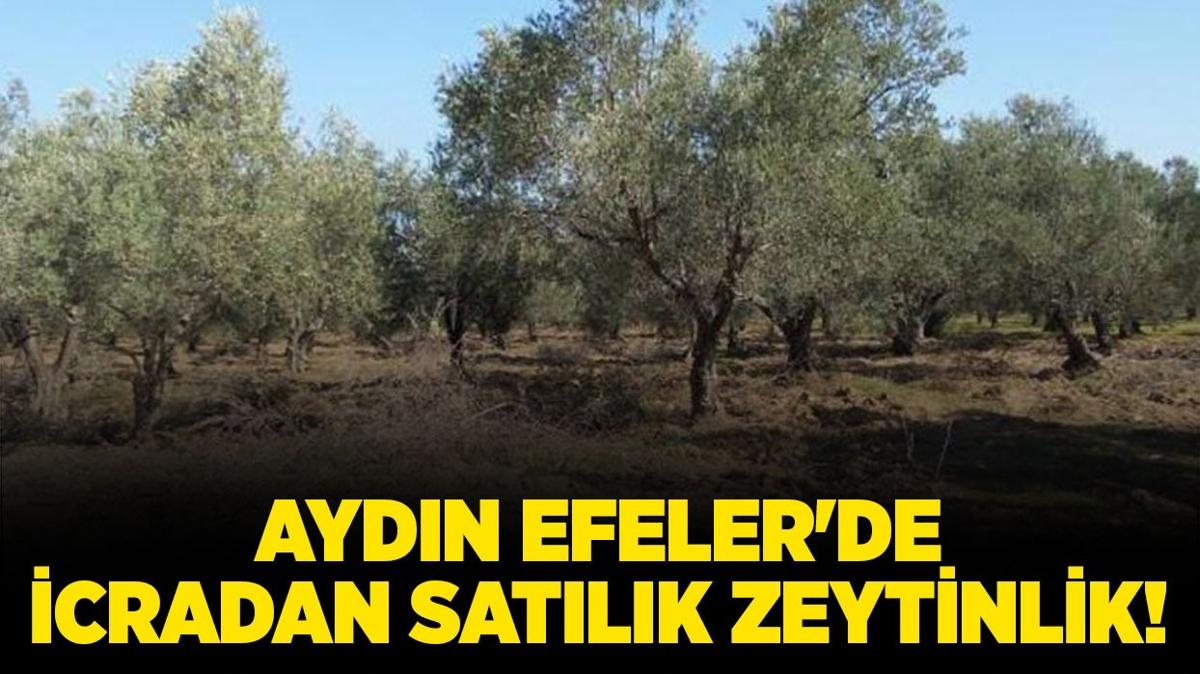 Aydn Efeler'de icradan satlk zeytinlik!