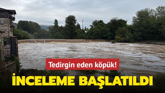 Tedirgin eden kpk! nceleme balatld