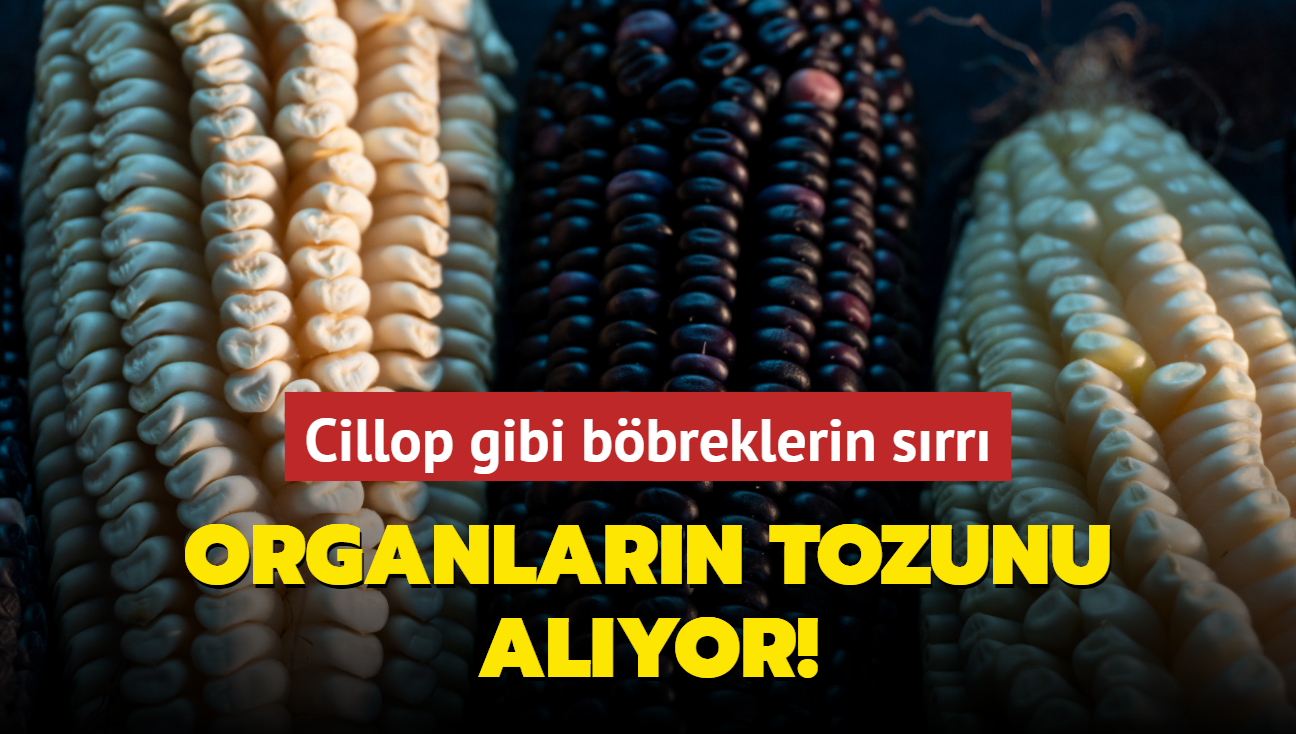 Psklleri organlarn tozunu alyor! Cillop gibi bbrek salnn srr bu... pe atan alyor