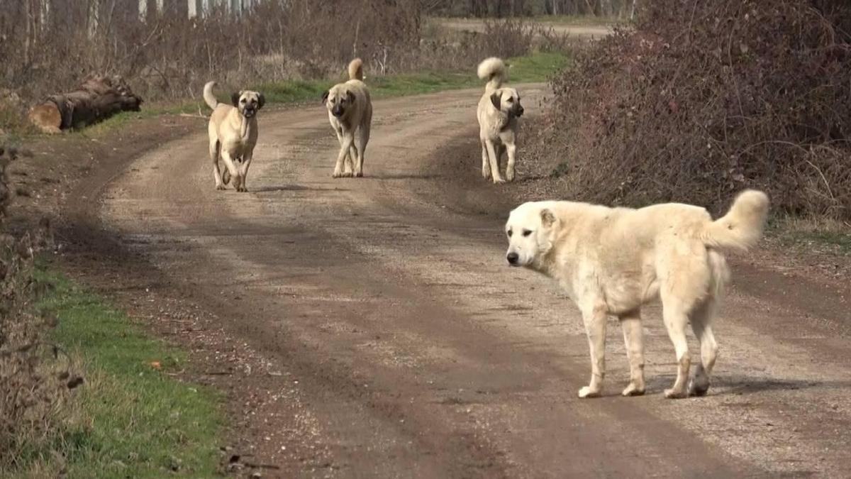 Nide'de sahipsiz kpek deheti!