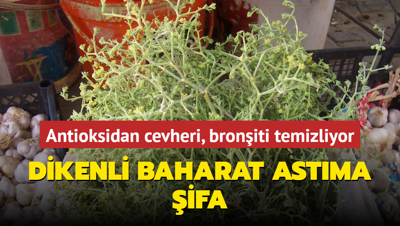 Dikenli baharat astm kknden kurutuyor! Antioksidan cevheri, broniti temizliyor