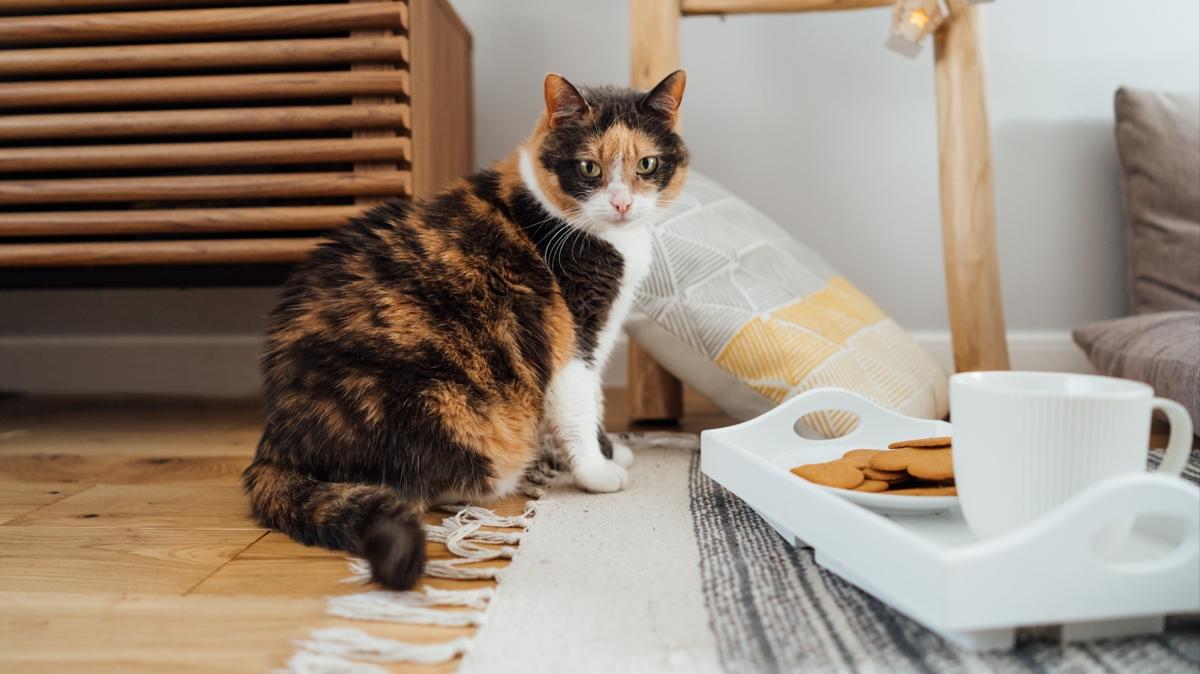 Doal yntemlerle 5 dakikada kurtulun! Evdeki kedi kokusu nasl geer"