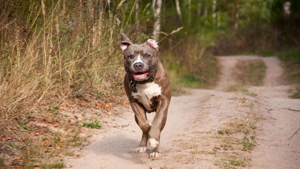 Kocaeli'de pitbull deheti!