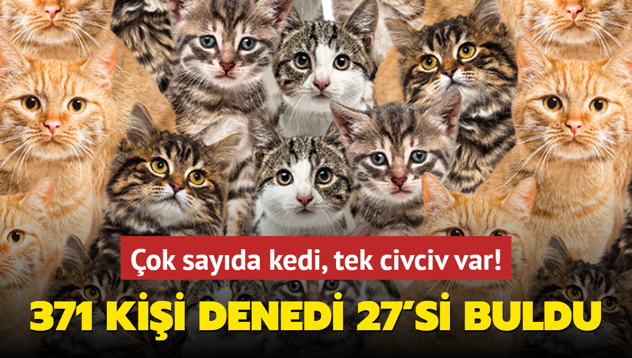 Zeka testi: ok sayda kedi, tek civciv var! 371 kii denedi 27'si 10 saniyede buldu