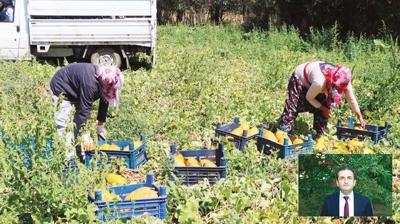 Munzur'un etekleri kavun bahesi oldu