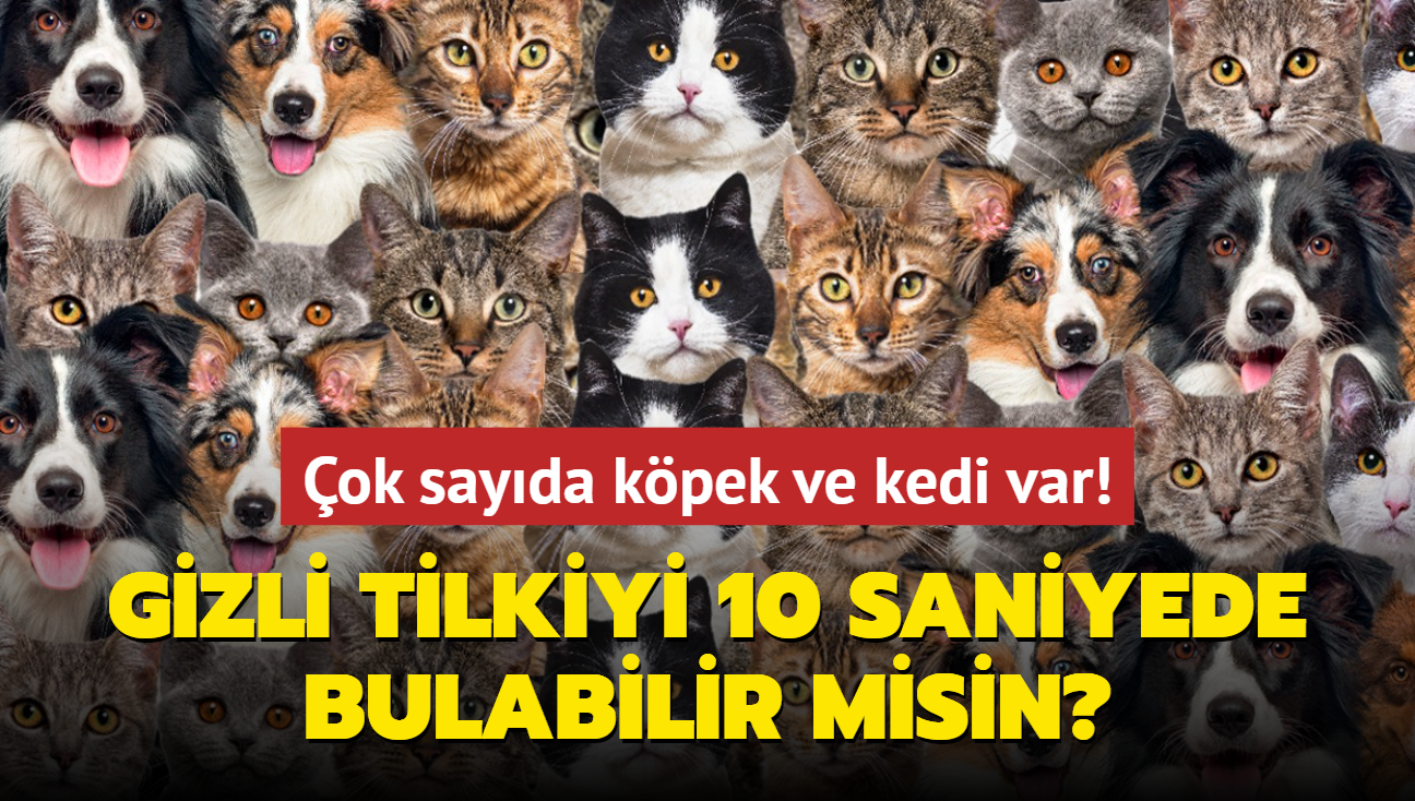 Zeka testi: ok sayda kpek ve kedi var! Gizli tilkiyi 10 saniyede bulabilir misin"