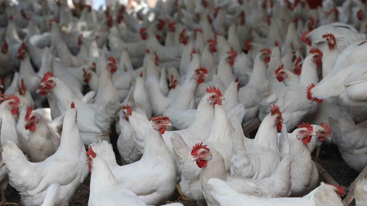 Japonya'da ku gribi alarm: Binlerce tavuk itlaf edilecek